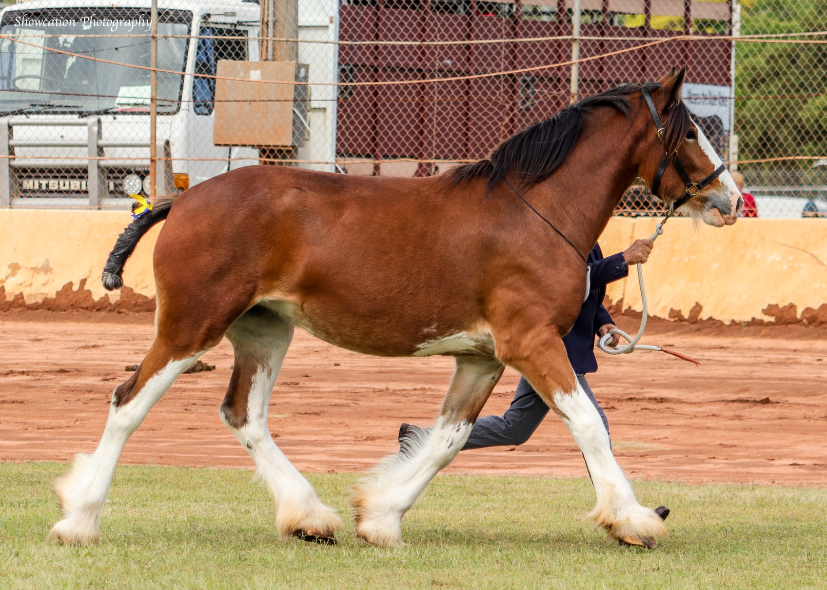 Earlsfield Clydesdale Stud